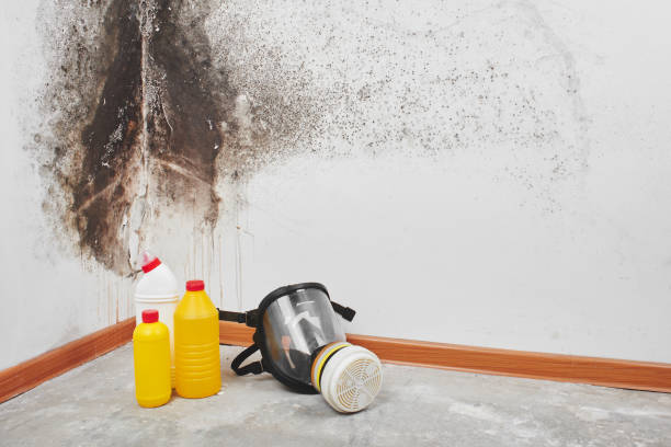 Best Toxic Mold Removal  in Vernon, WI