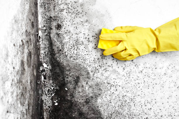 Best Mold Cleaning Services  in Vernon, WI