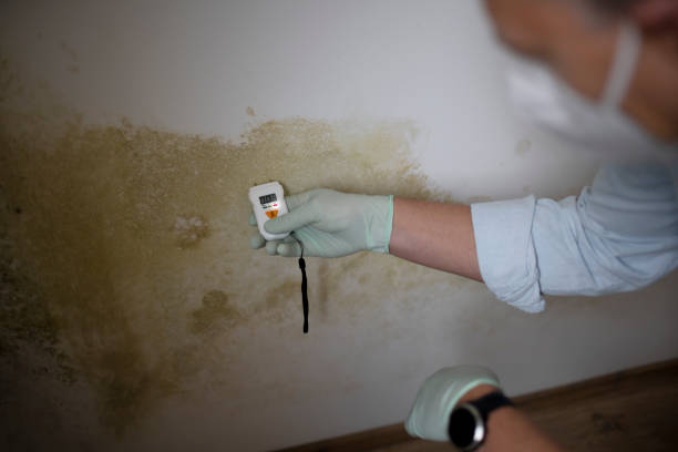 Best Mold Damage Repair  in Vernon, WI