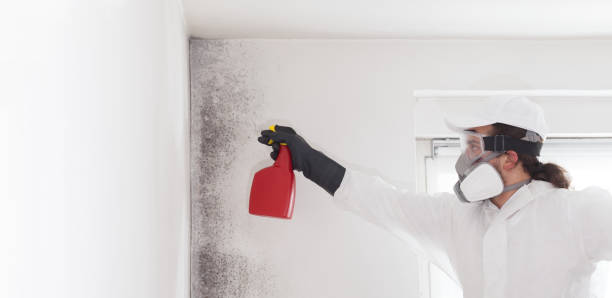 Best Mold Cleaning Services  in Vernon, WI