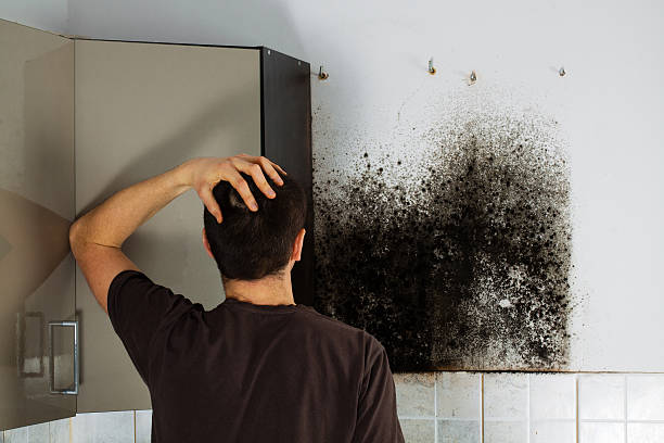 Best Professional Mold Removal  in Vernon, WI