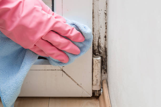 Best Professional Mold Removal  in Vernon, WI