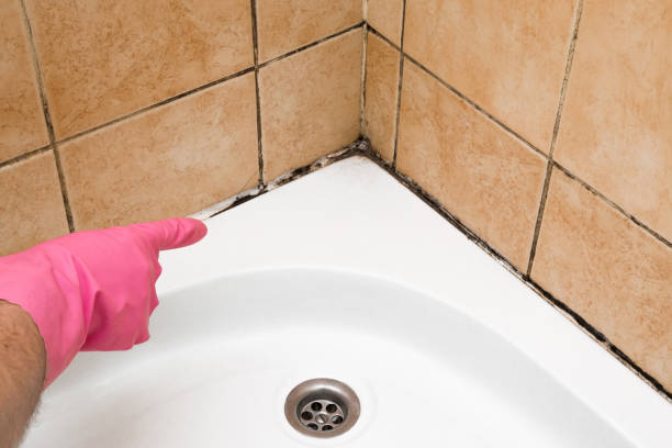 Best Commercial Mold Removal  in Vernon, WI